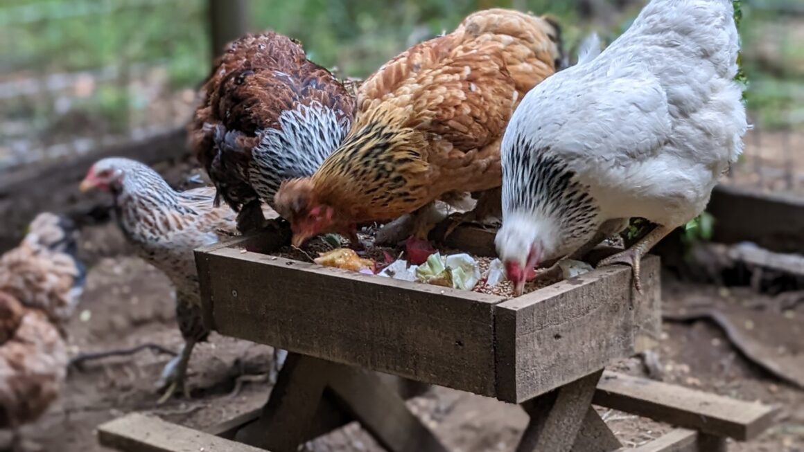 Chicknick