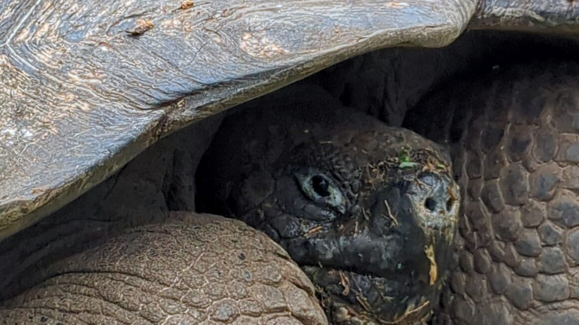 Galapagos Tag 3 – Gigantisch