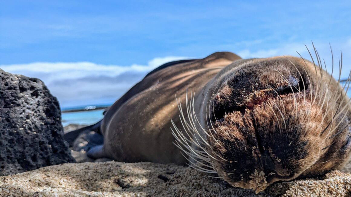 Galapagos Tag 4 – Wie im Zoo