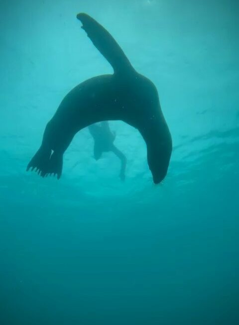 Galapagos Tag 7 – Humboldts letzte Rache