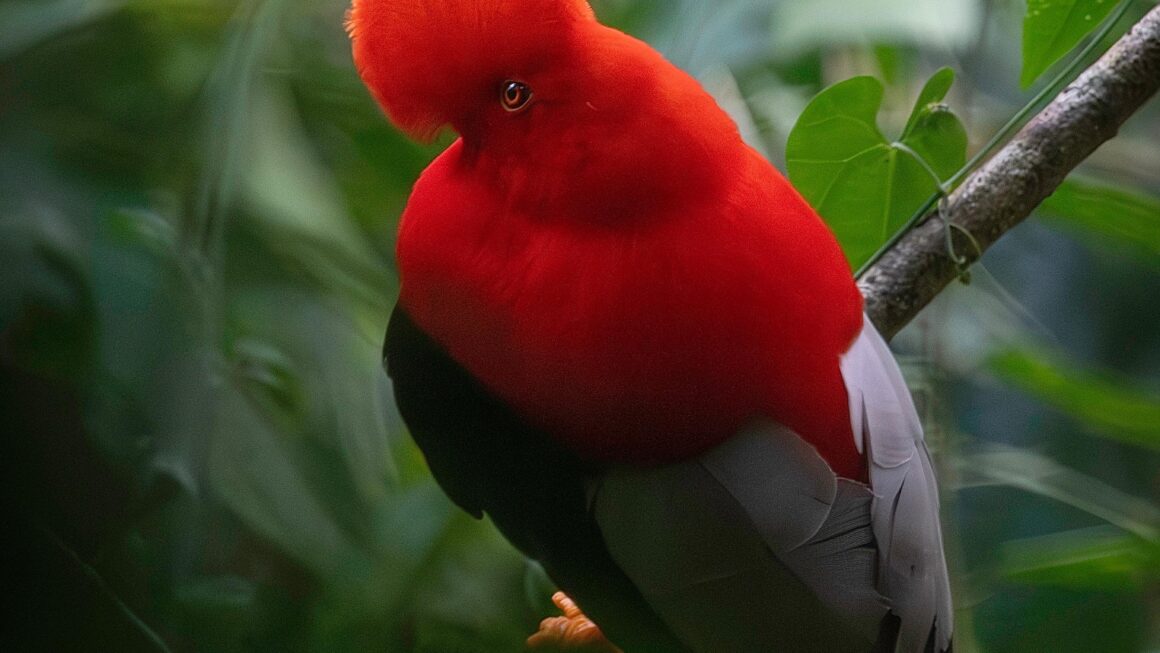 Cock-of-the-Rock