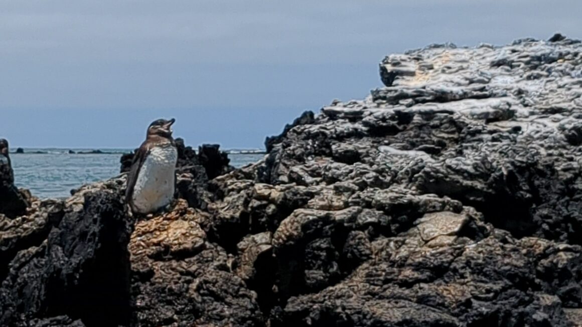 Galapagos Tag 10 – Krönender Abschluss