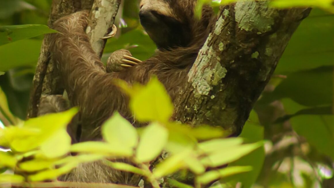 Sloth down