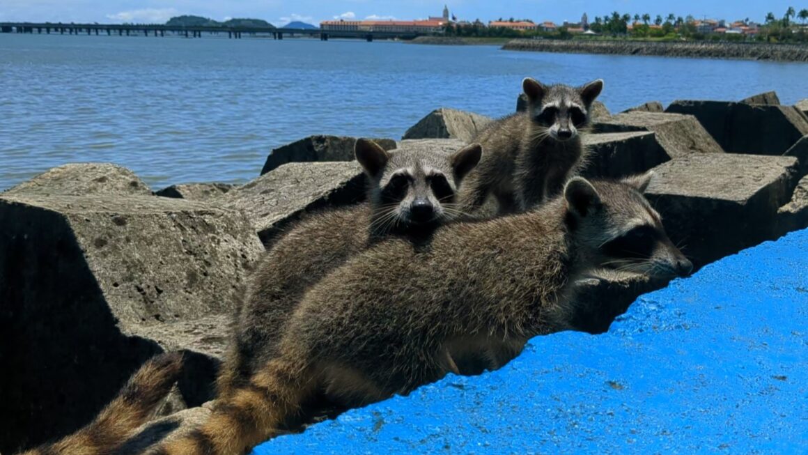 Oh wie schön ist Panama