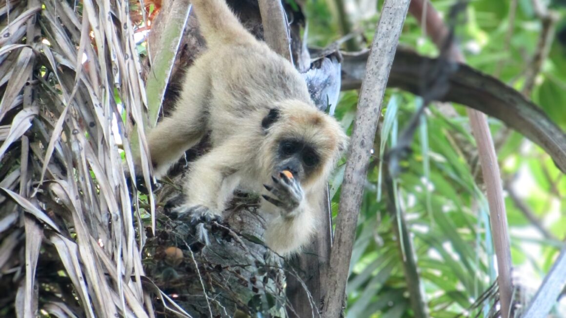 Parque nacional Iberá: Tag 4