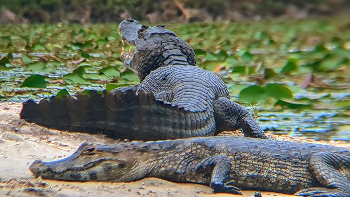 Parque nacional Iberá: Tag 2