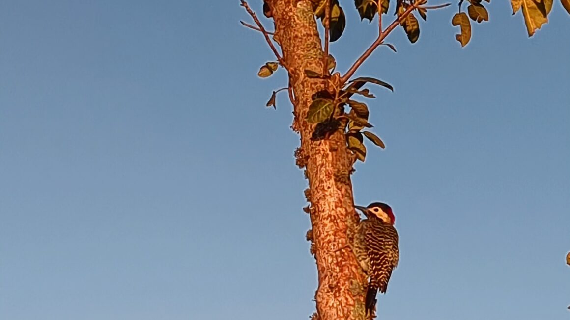 Parque nacional Iberá: Tag 5