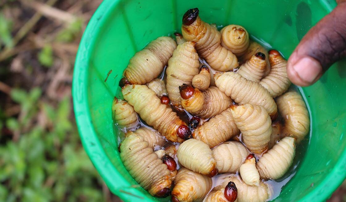 Exotische Gaumenfreuden