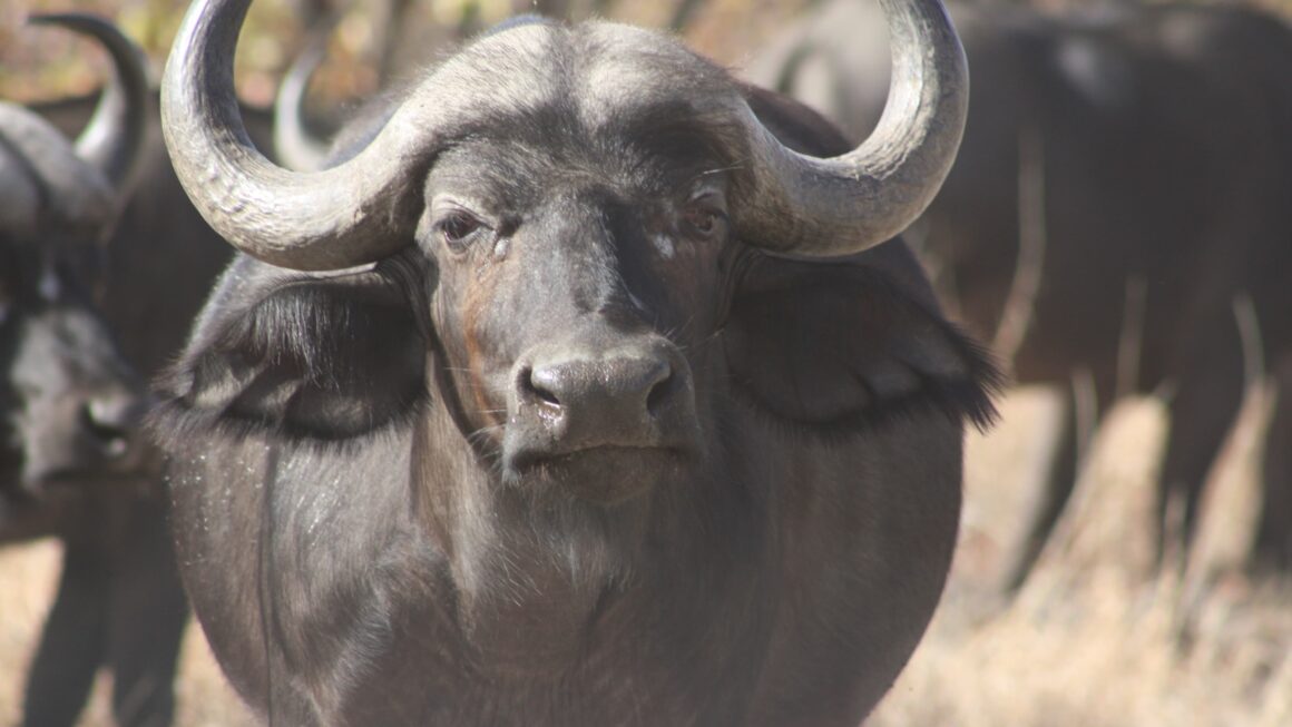Kruger-Nationalpark: Tag 2