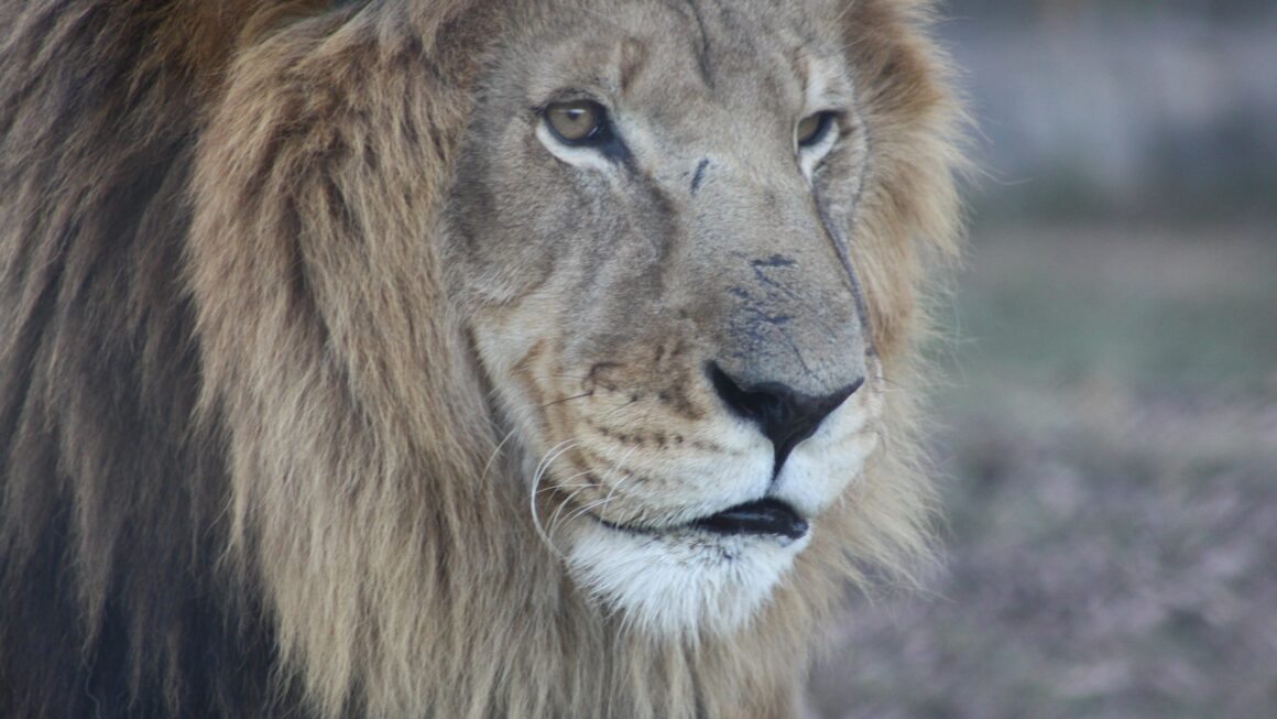 Kruger-Nationalpark: Tag 4