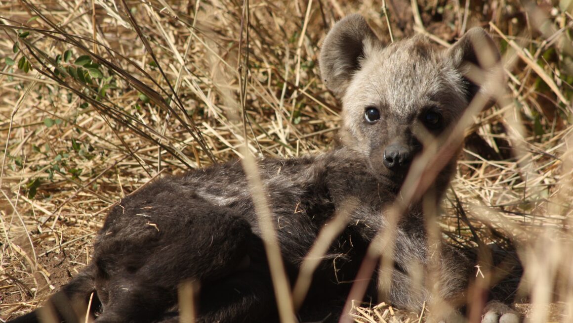 Kruger-Nationalpark: Tag 3