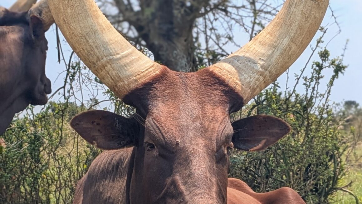 Safari durch Uganda: Tag 1