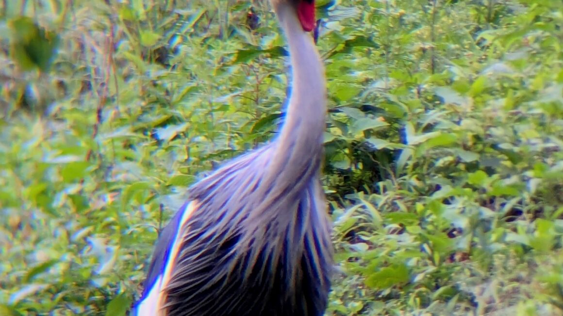 Safari durch Uganda: Tag 3
