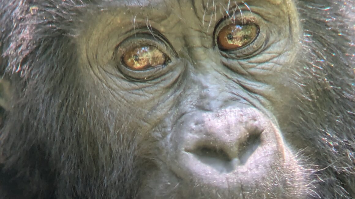 Safari durch Uganda: Tag 5