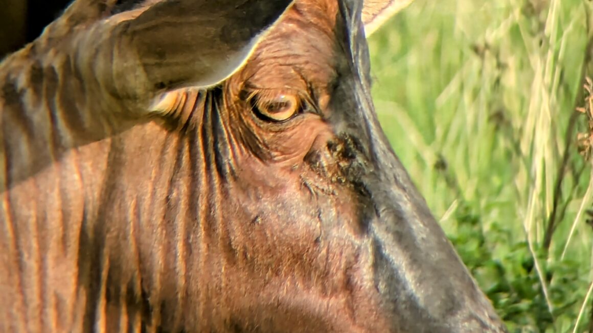 Safari durch Uganda: Tag 6