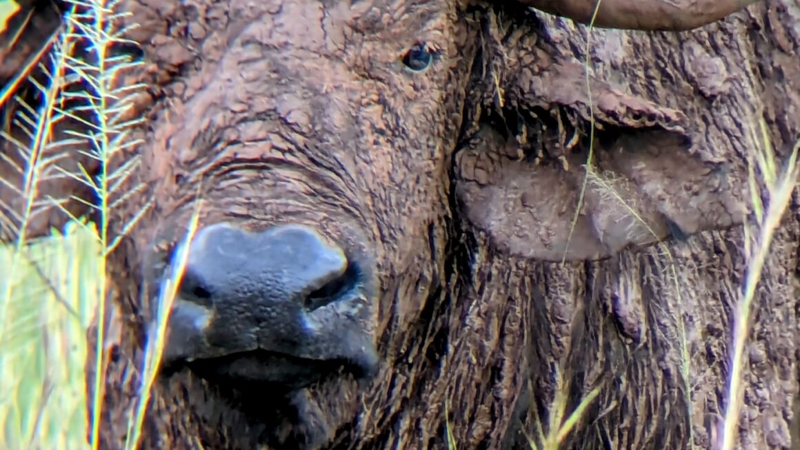 Safari durch Uganda: Tag 9
