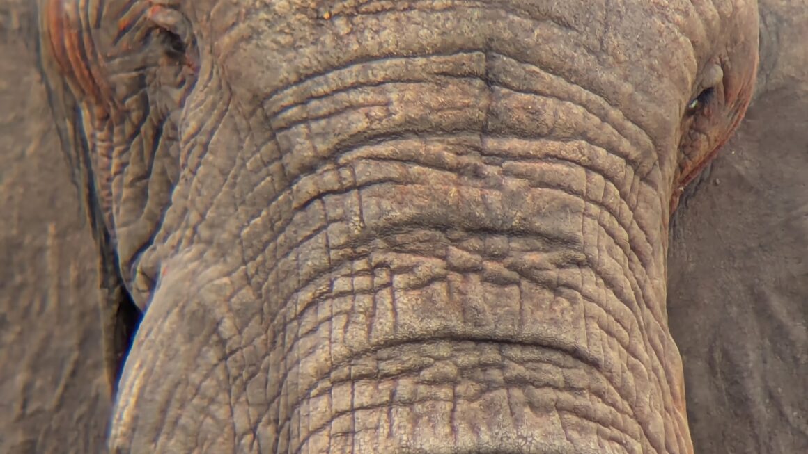 Safari durch Uganda: Tag 10