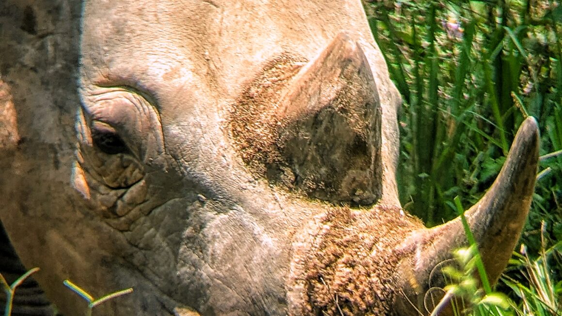 Safari durch Uganda: Tag 11