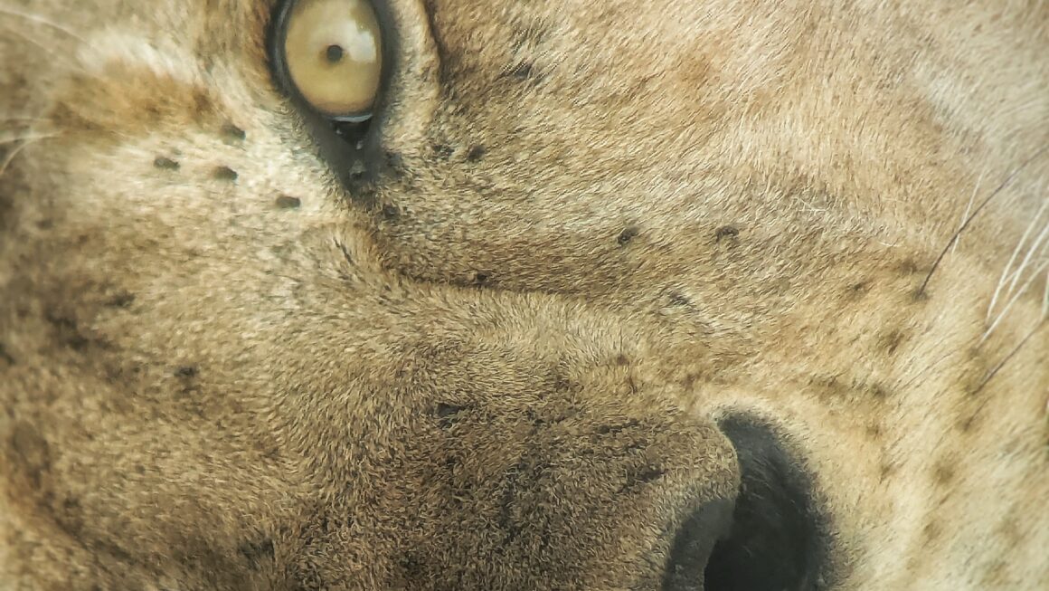 Safari durch Tansania: Tag 3