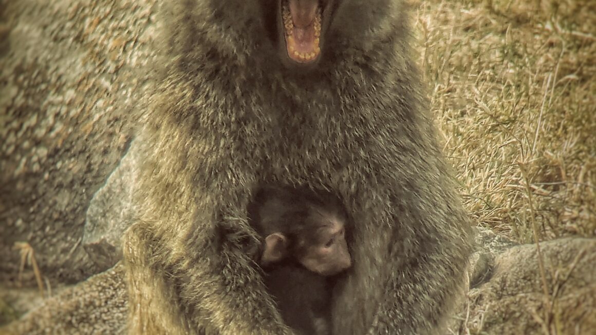 Safari durch Tansania: Tag 1